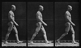muybridge